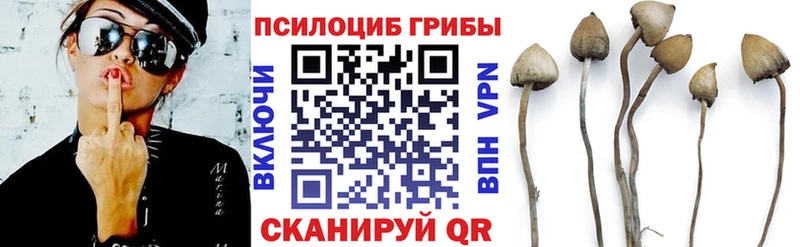 Купить где  Монино  Псилоцибиновые грибы Psilocybine cubensis 